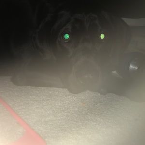 Meet your Posher, Maddy